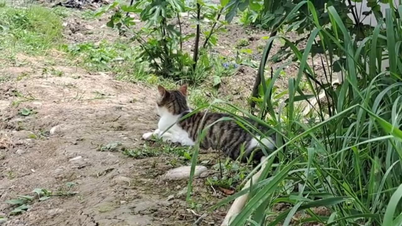 A cute female cat snoozing in a cool place.