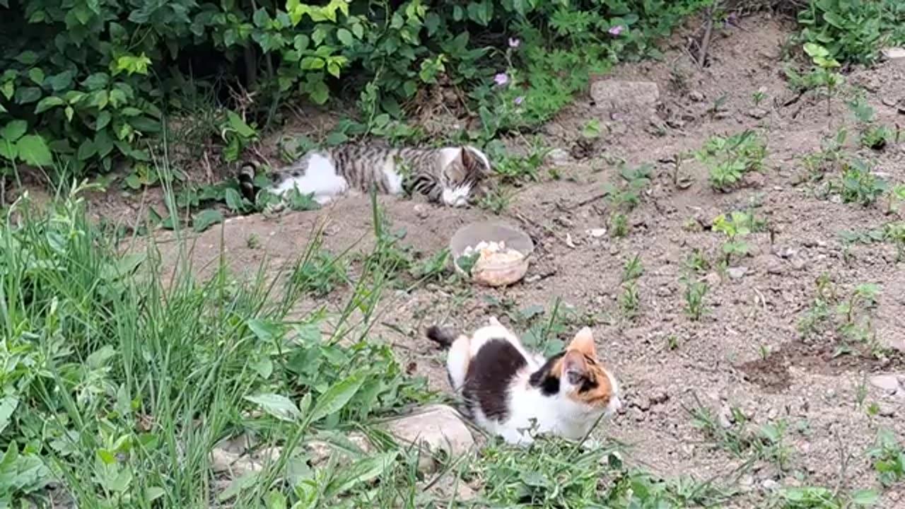 Female cats resting in the cool in hot weather.