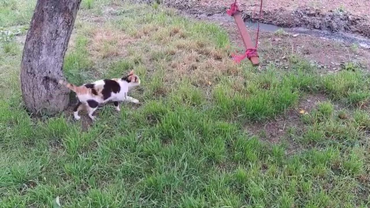Cute cat eating grass after playing with swing.