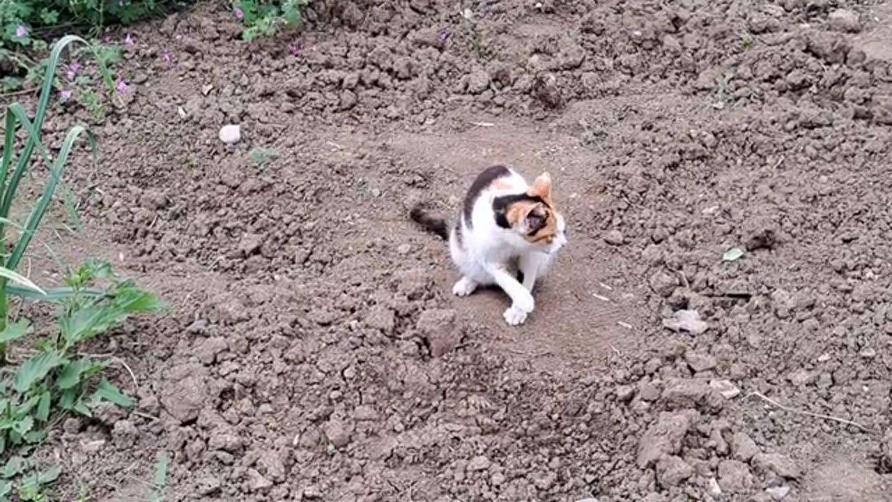 A colorful cute cat eats grass.