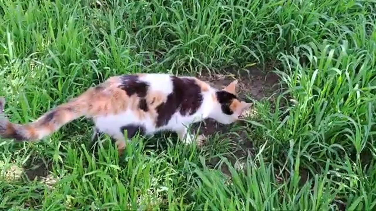 Cute cat eating in the grass. This cat is very hungry.