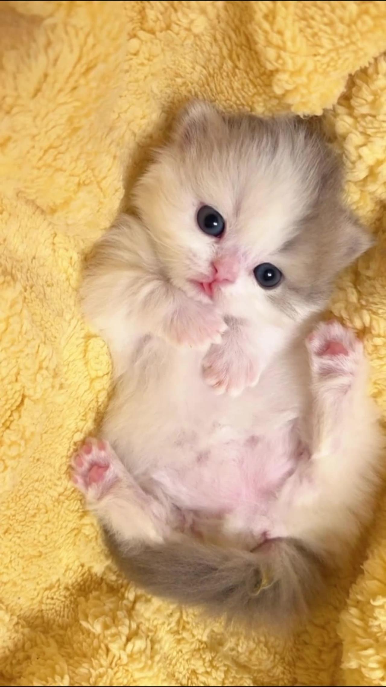 Meowing with Milk, The "Meows" of Little Kittens Melt Hearts Away