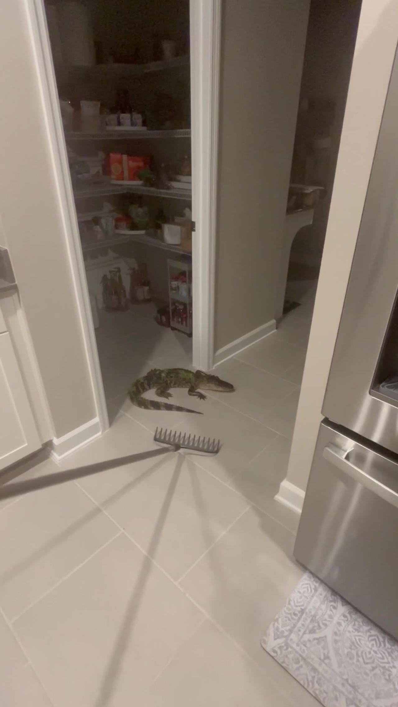 Alligator Uses Doggy Door to Enter Home