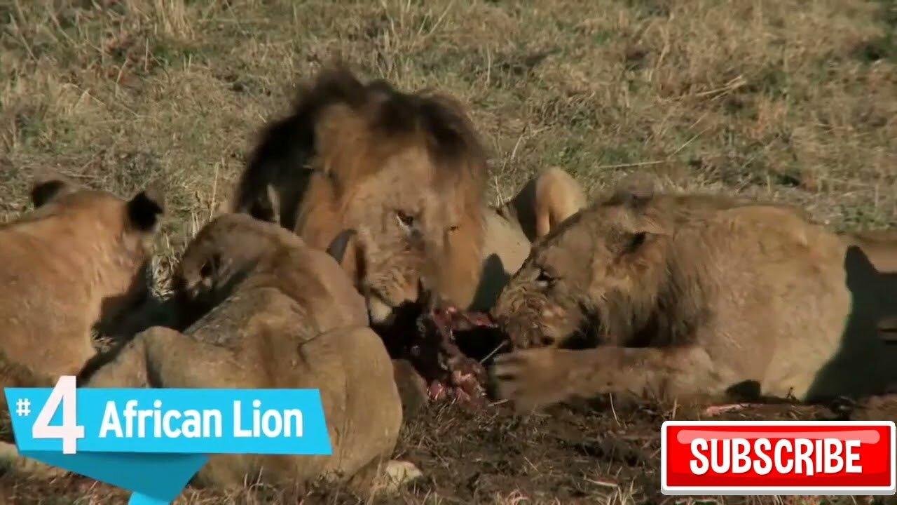 😲10 Most Dangerous Animals in the World😲