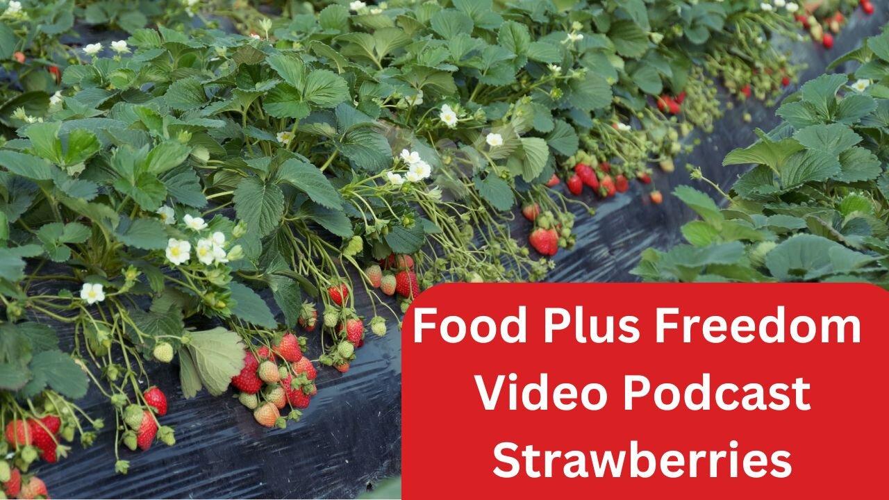 Strawberry Plants adds Food Freedom