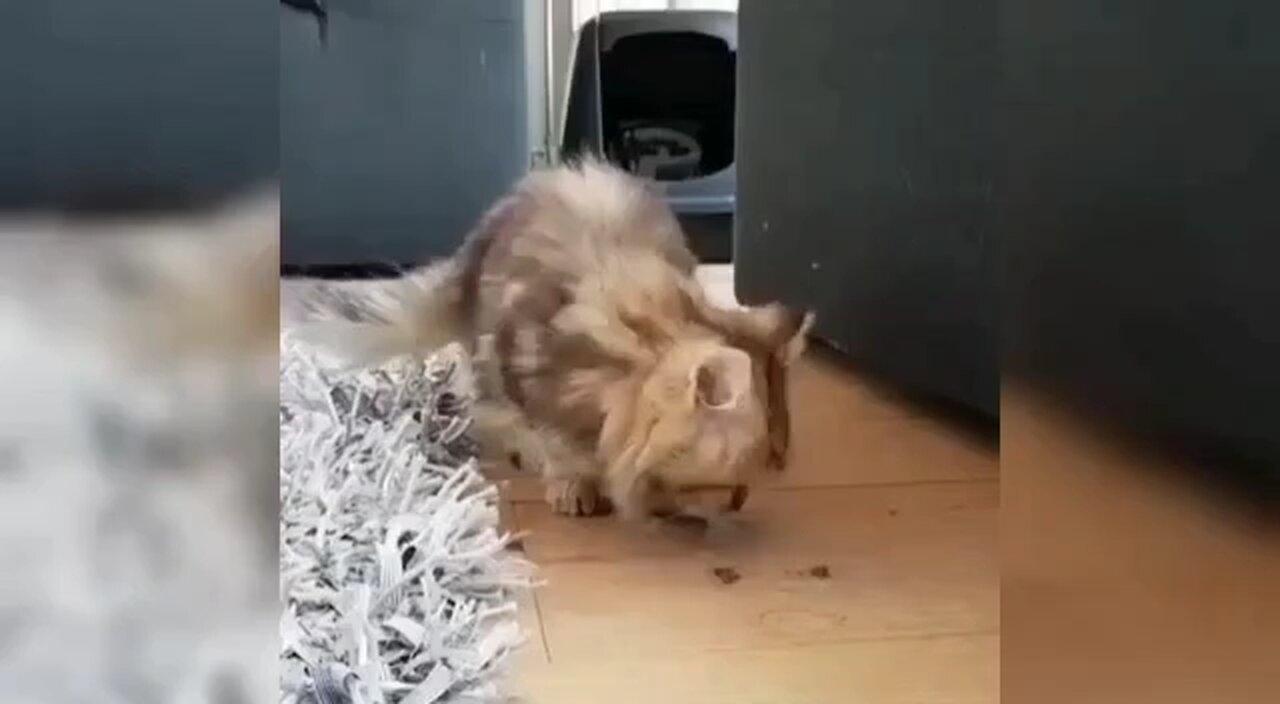 Adorable Kitten's Playtime - Too Cute to Handle! | TinyTotTales