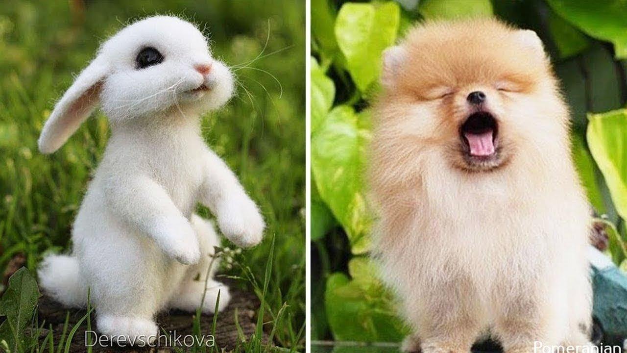 Cute Baby Animals Videos Compilation | Funny and Cute Moment of the Animals #10
