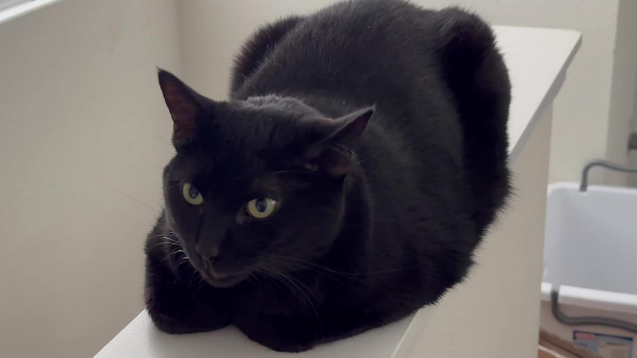 Adopting a Cat from a Shelter Vlog - Cute Precious Piper is a Stairwell Wall Modified Loaf