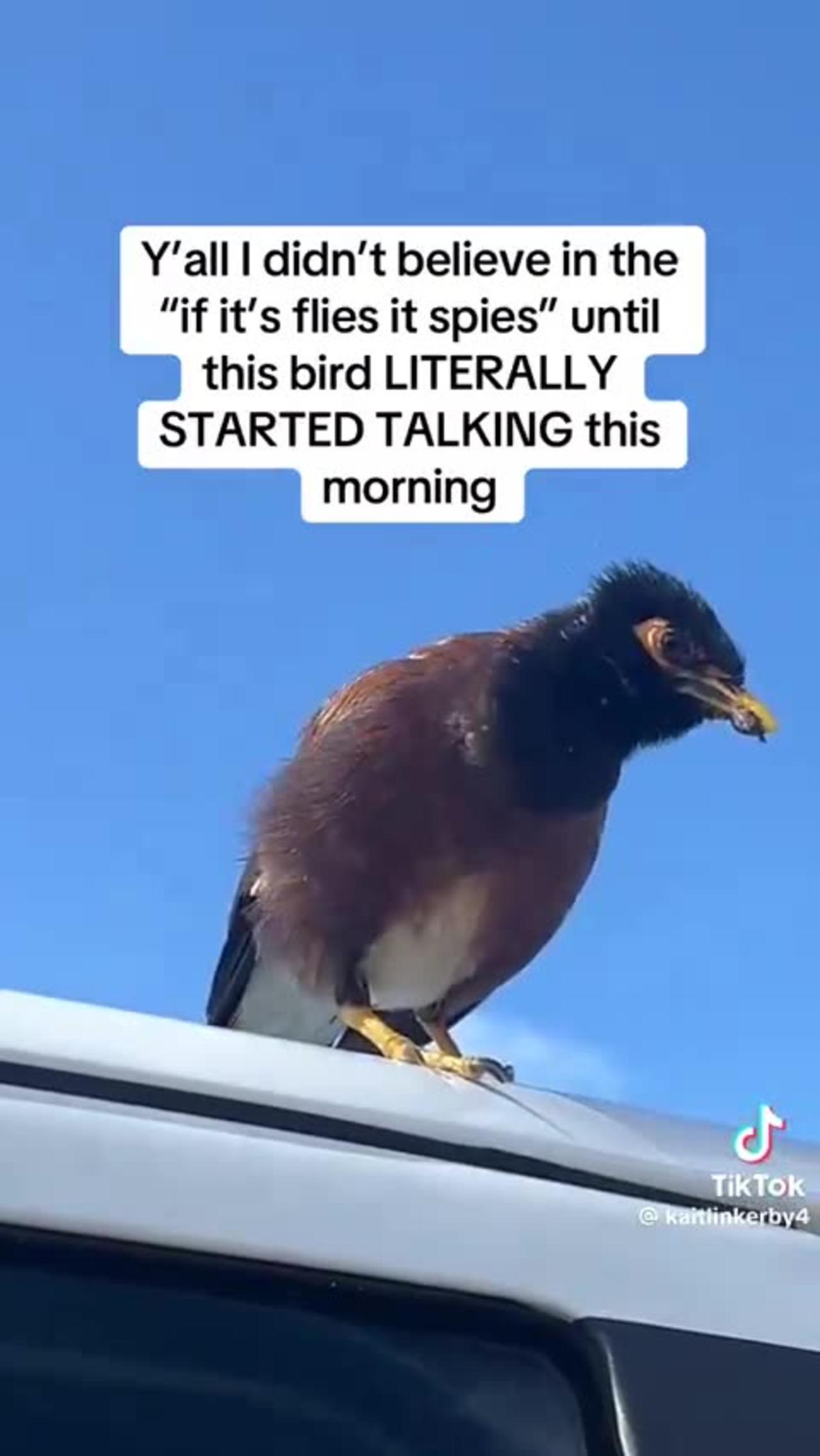 Y'all I didn't believe in the "if it's flies it spies" until this bird LITERALLY STARTED TALKING this m