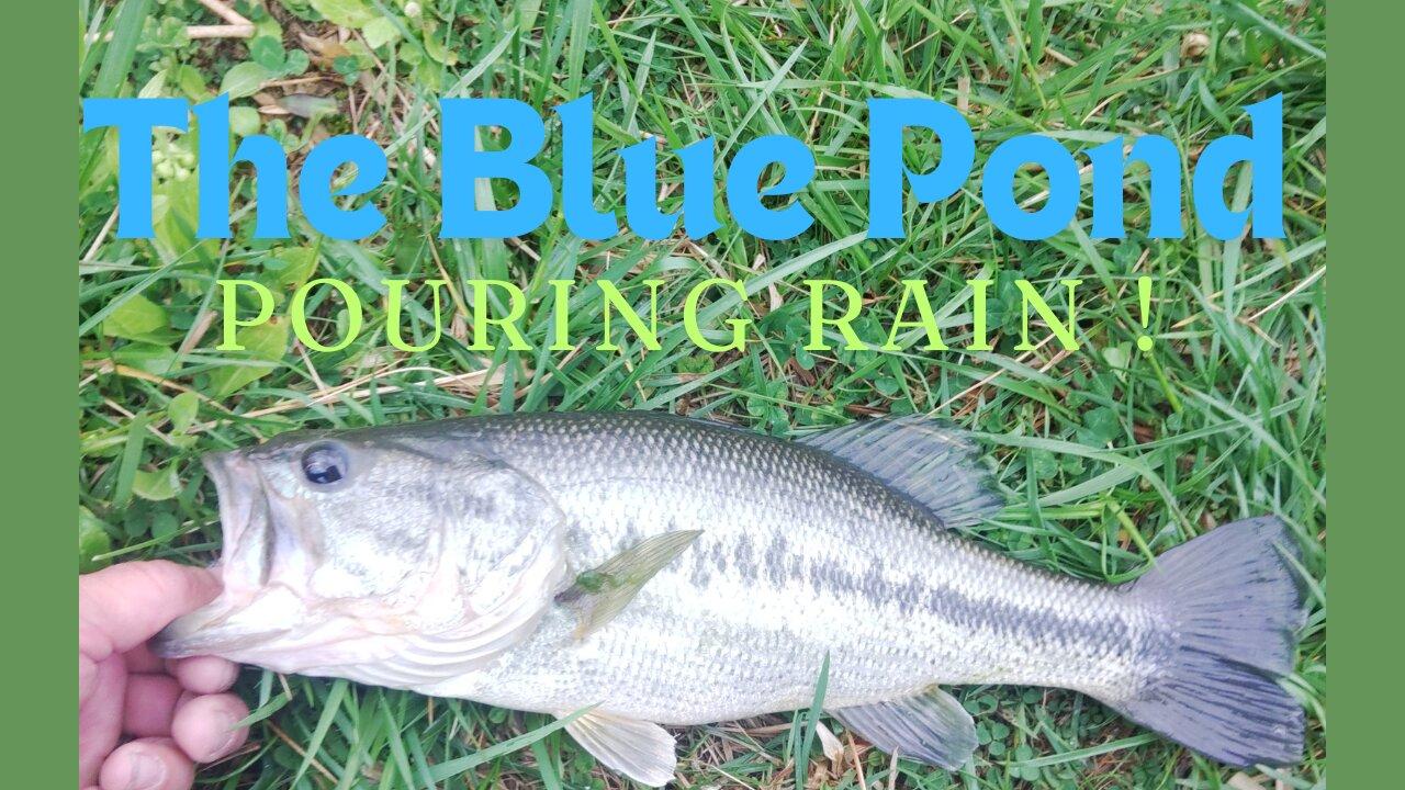 The Blue Pond ! - Fishing in the rain Pays Off !!!