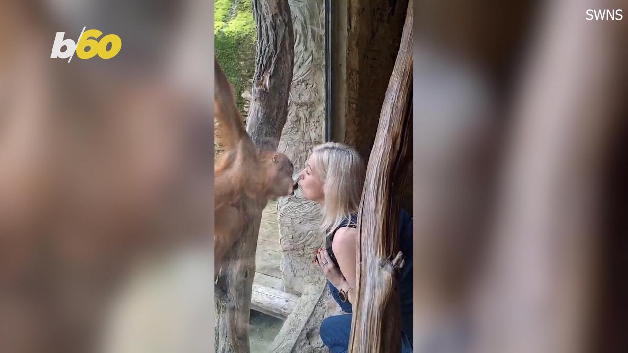 Playful Orangutan Has Nothing But Love to Give to Visitors