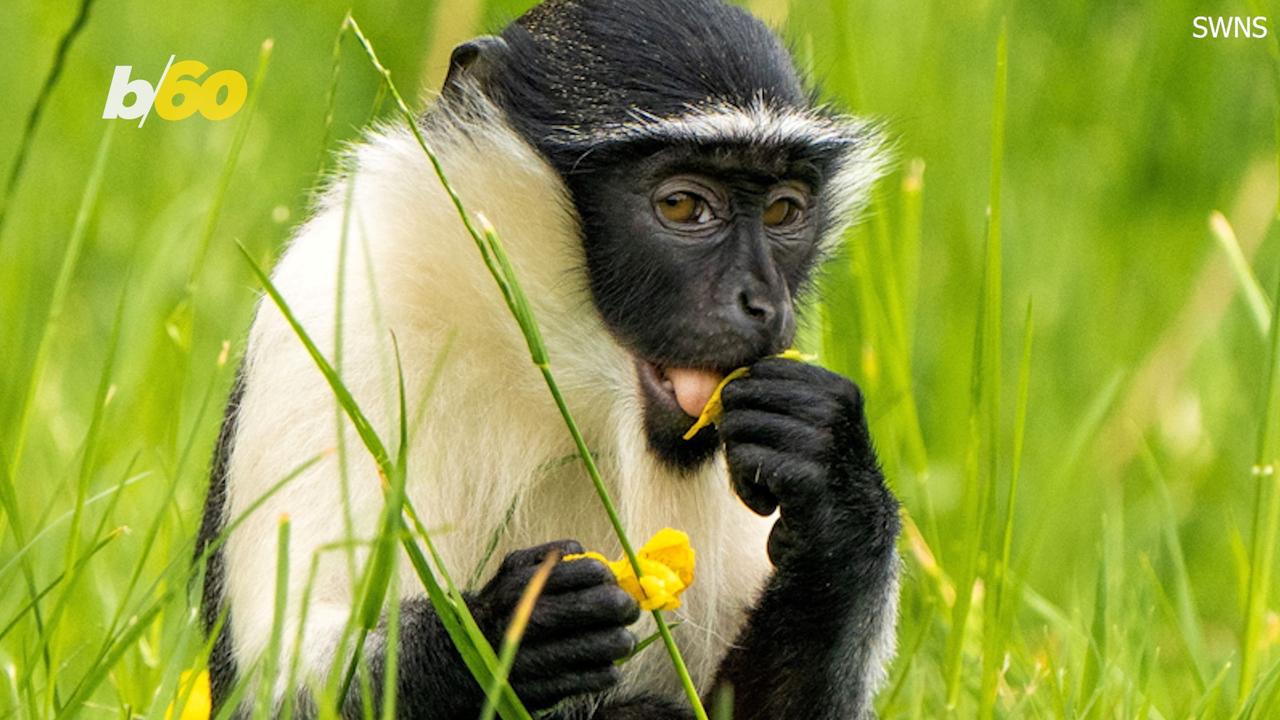 Extremely Rare Primate Enters UK Zoo Conservation Program