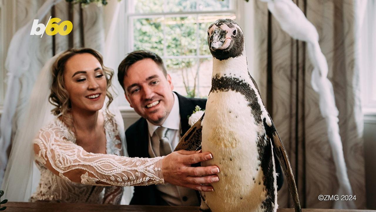 Meet the Couple Who Invited Penguins To Their Wedding