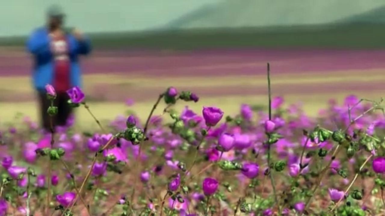 Unusual rains bring bloom to Chile's arid Atacama Desert