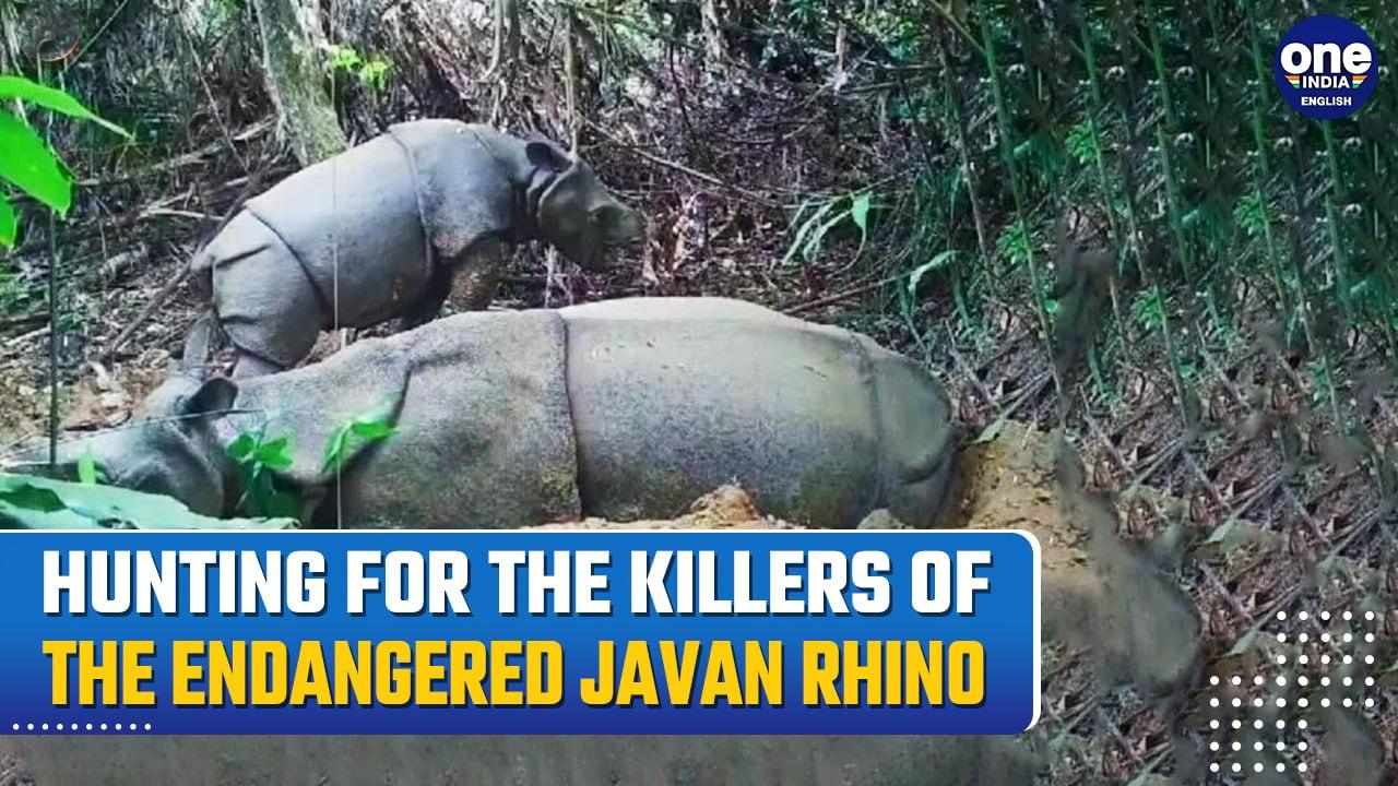 Rangers Intensify Protection Efforts for Rare Javan Rhinos in Ujung Kulon After Poaching Arrests
