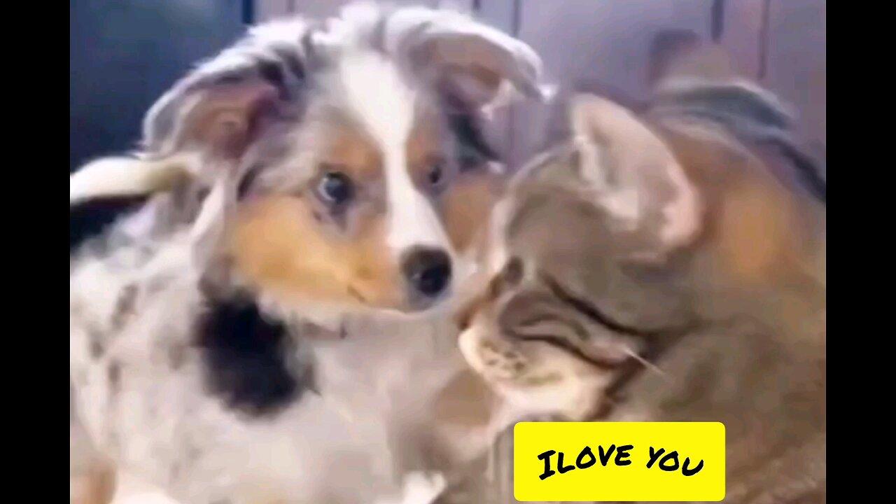 Dog predicted the cat, spoped the i love you😂😂