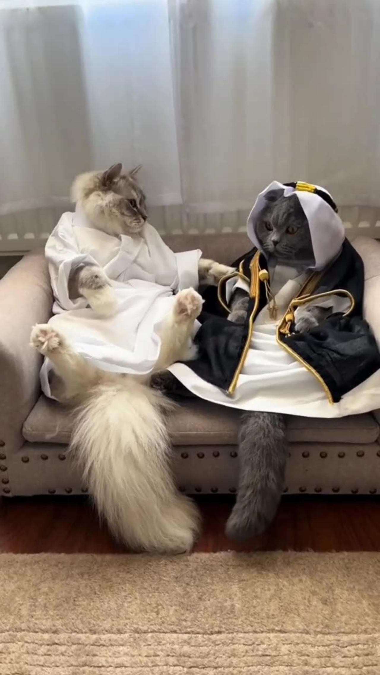 Cute Cats Dressed as Arabic Sheikhs! 🐱👳‍♂️