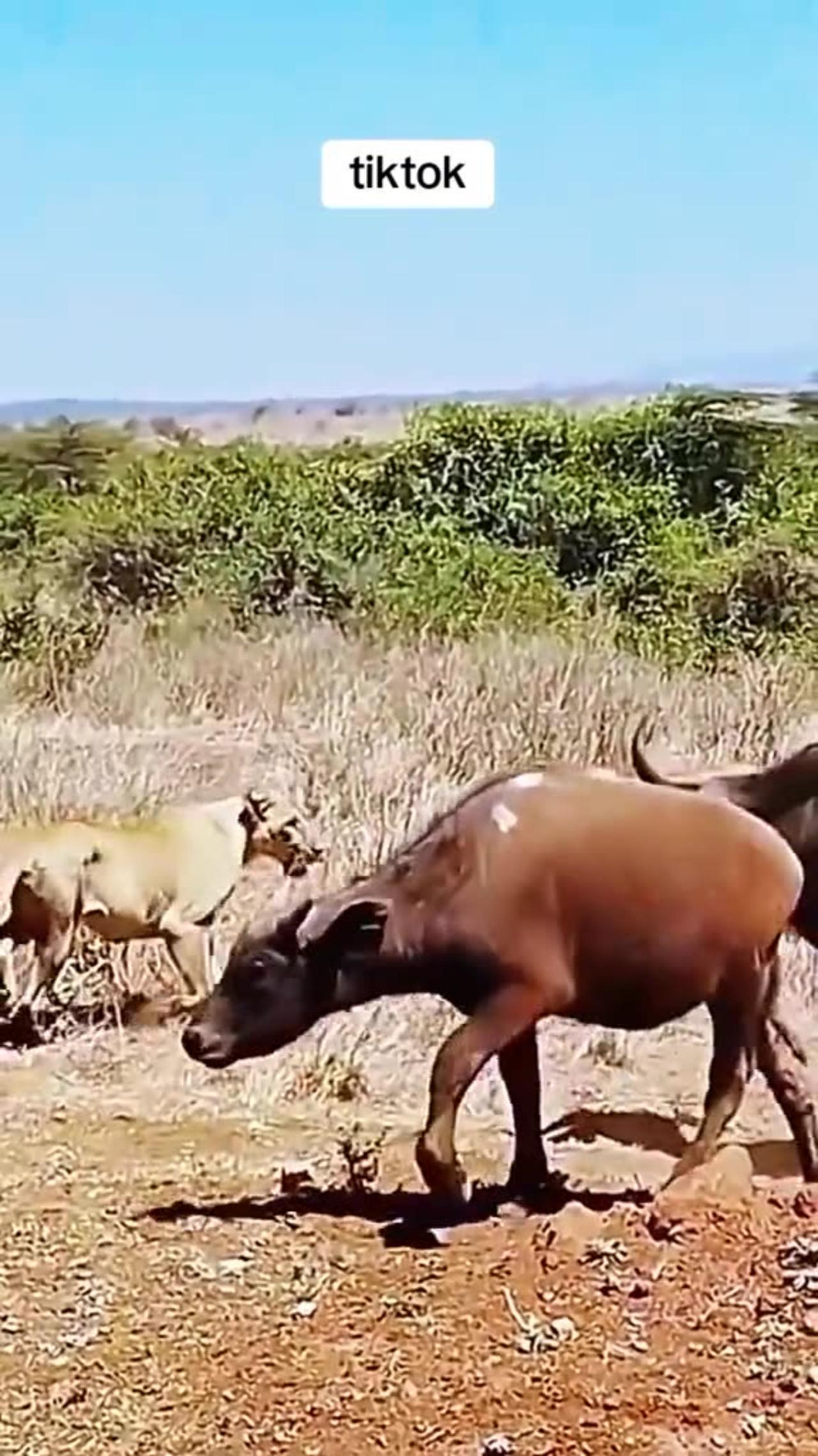 Lions attack bhoflo