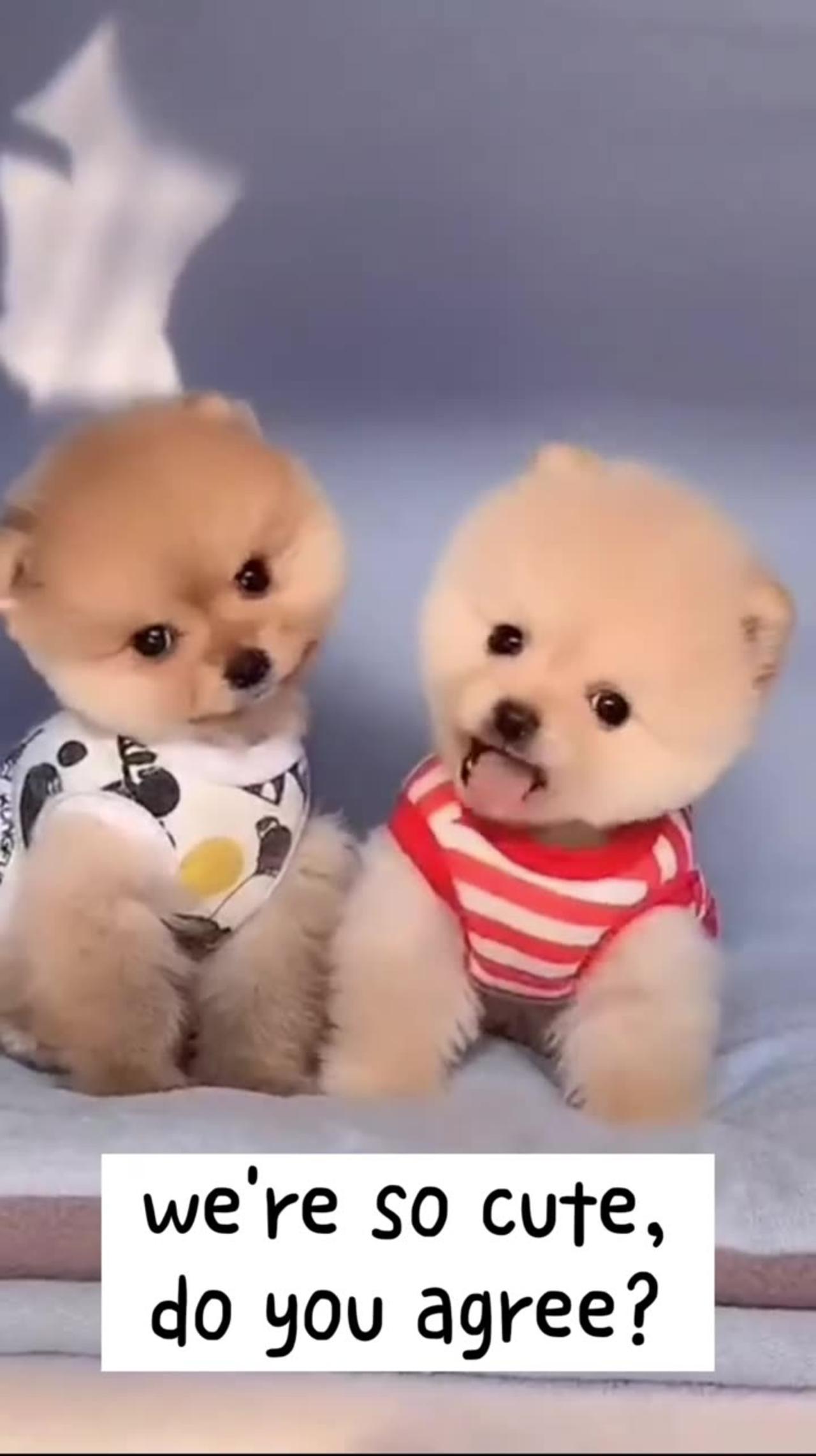 Two Adorable Dogs: Are They the Cutest? 🐶😍