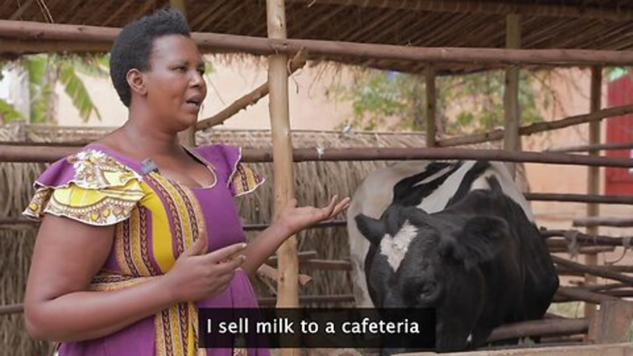 Enhancing dairy production and productivity in Burundi through improved dairy cattle breeds