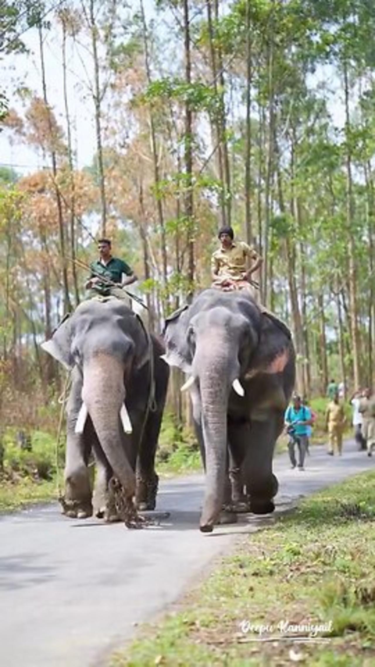 TWO Big Elephant 🐘 #viral
