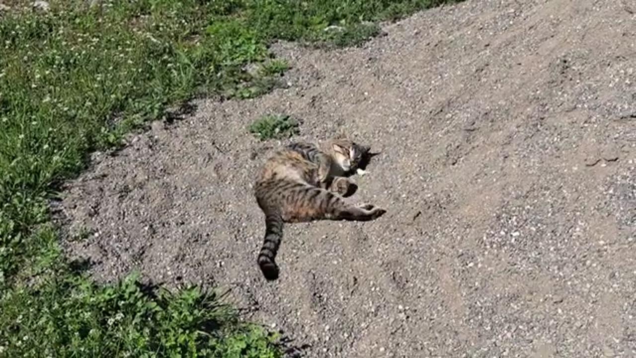 Male cat playing on sand. The male cat itches a lot.