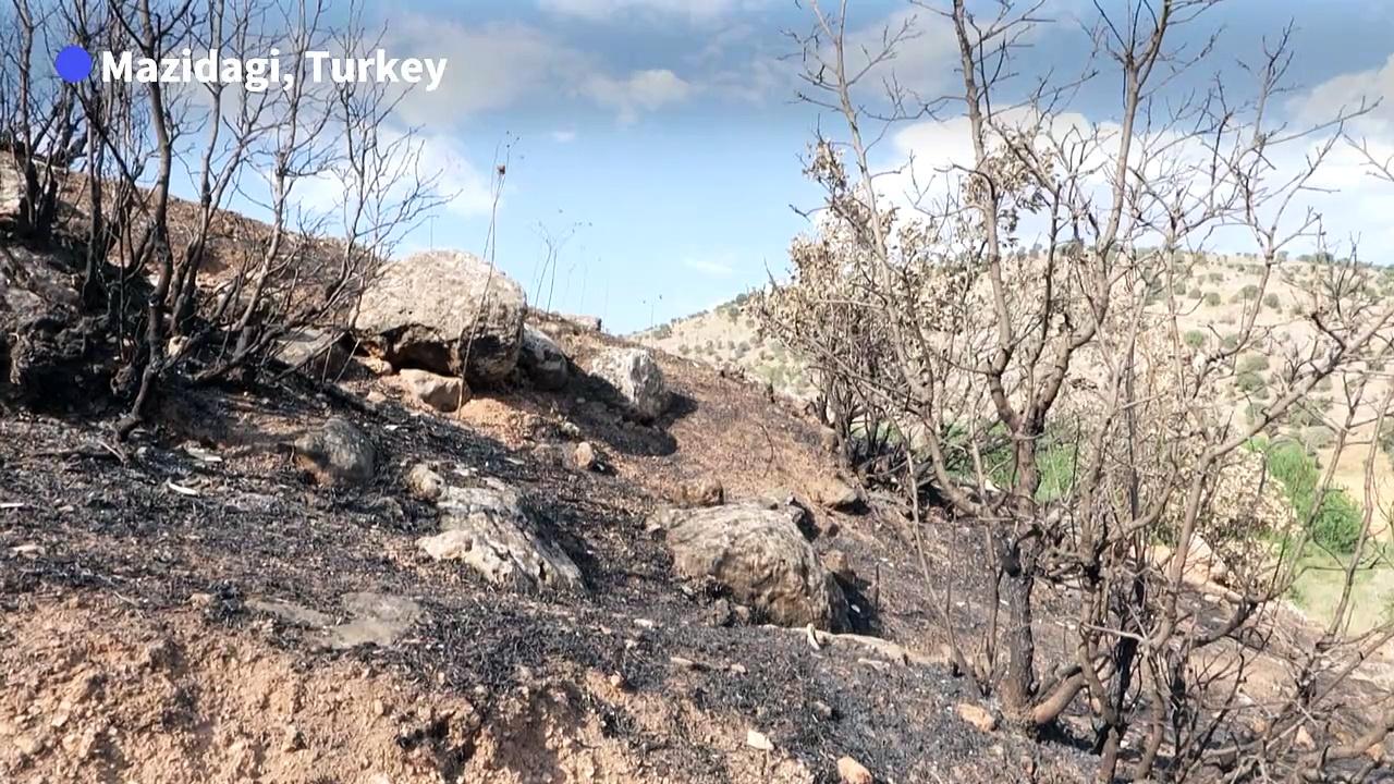 Volunteers care for scarred sheep after deadly Turkey fire