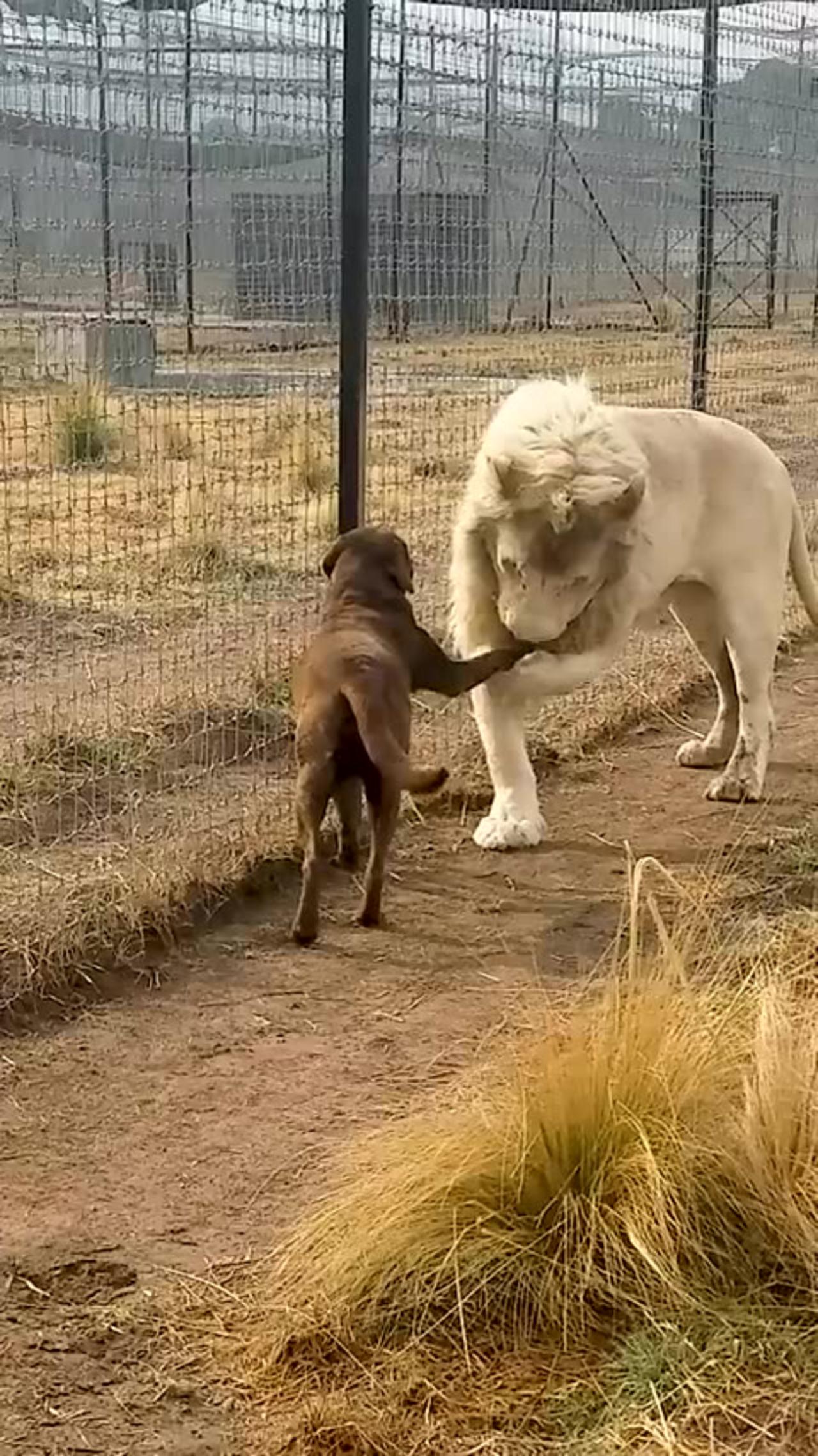 Cute Lion Gives Smooches to Puppy's Paw!