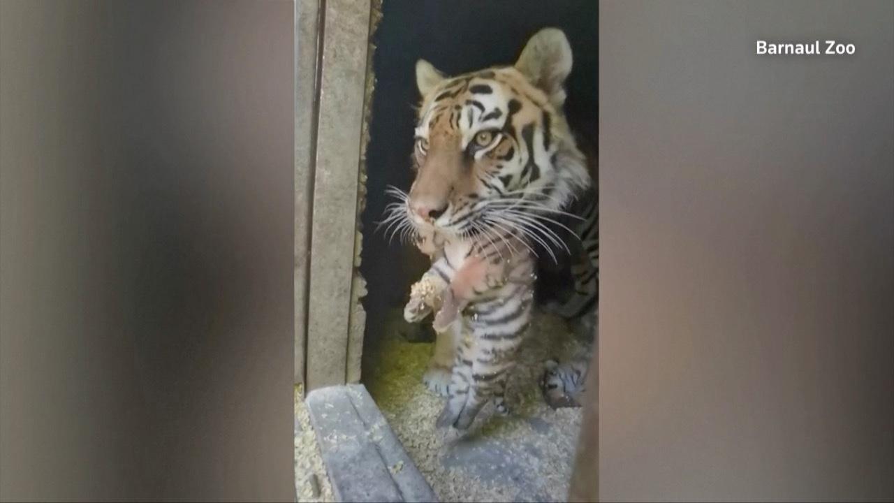 Russian Zoo Celebrates Birth of Eight Rare Tiger Cubs