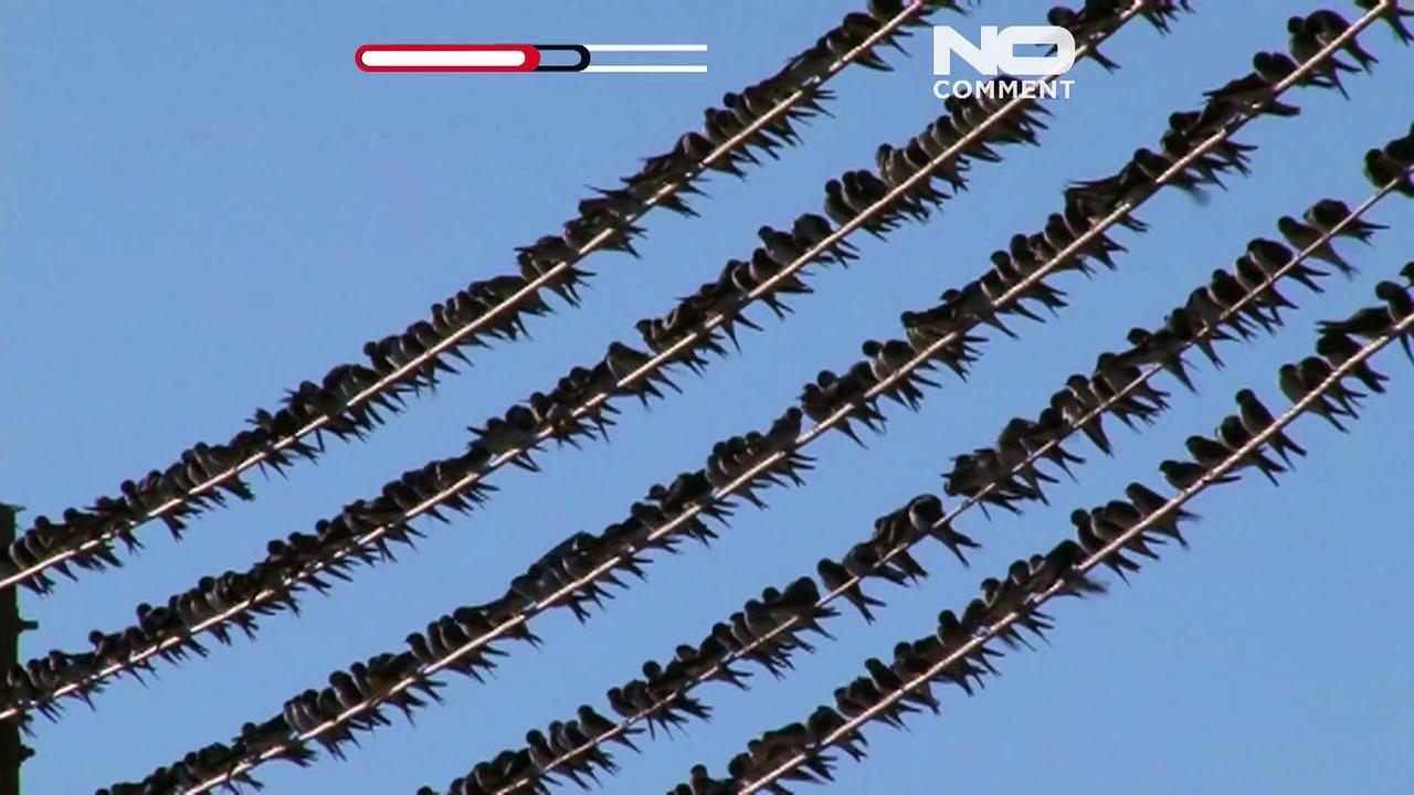 WATCH: Tens of thousands of swallows gather on Cyprus