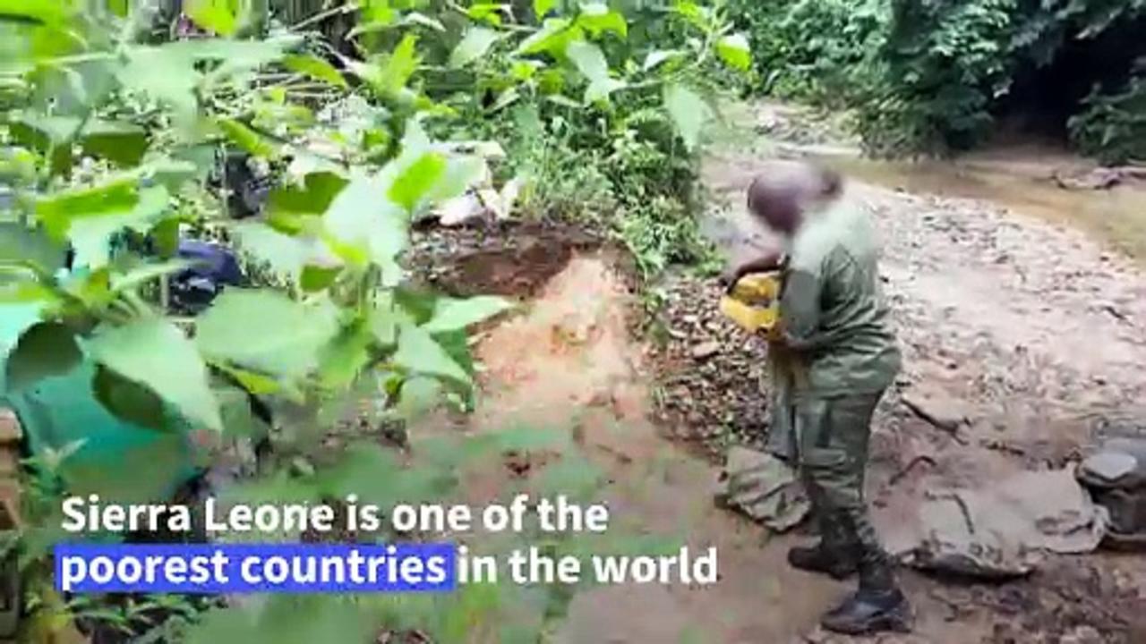 Sierra Leone rangers fight uphill battle against deforestation