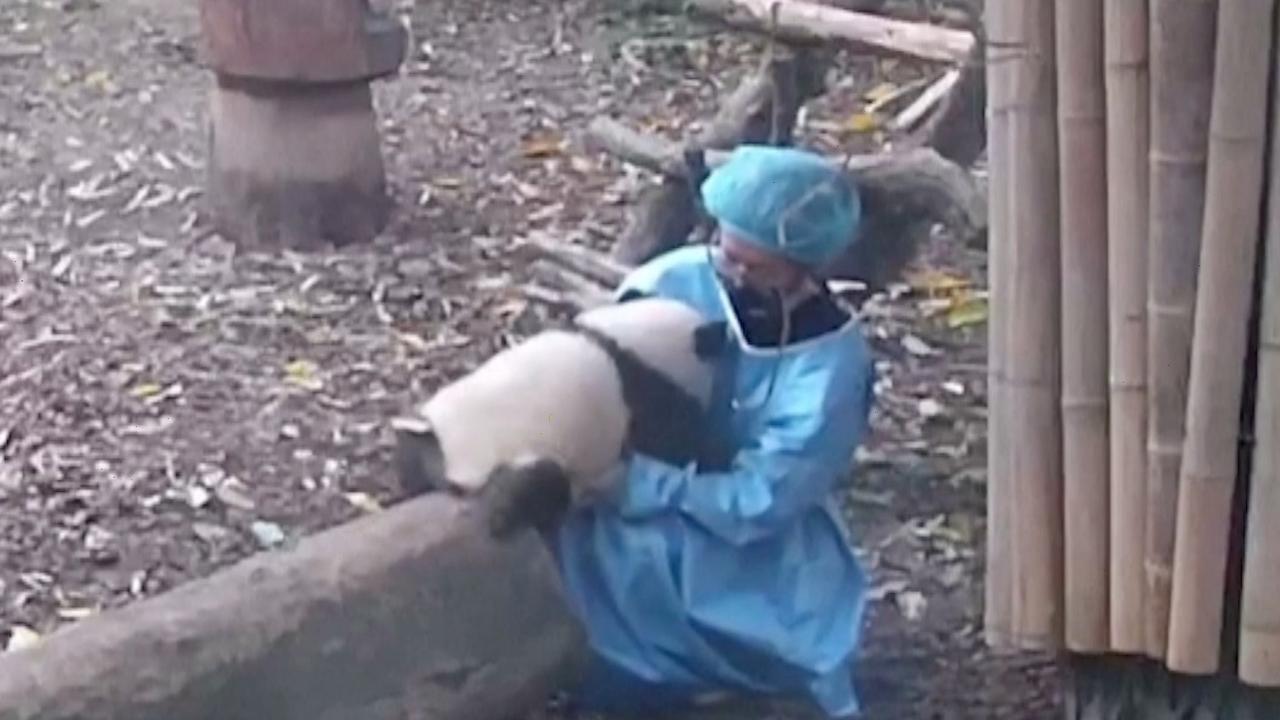 You Have To See This Amazing Moment a Panda Cub Approaches Caretaker