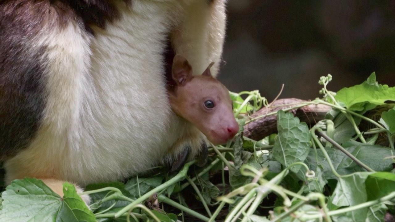 Rare Kangaroo Joey Makes Its Public Debut at Bronx Zoo!