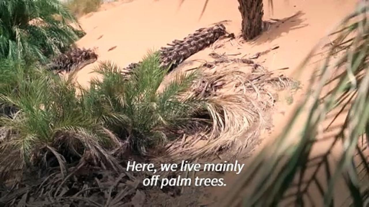 Creeping desert sand threatens Mauritania's date farmers
