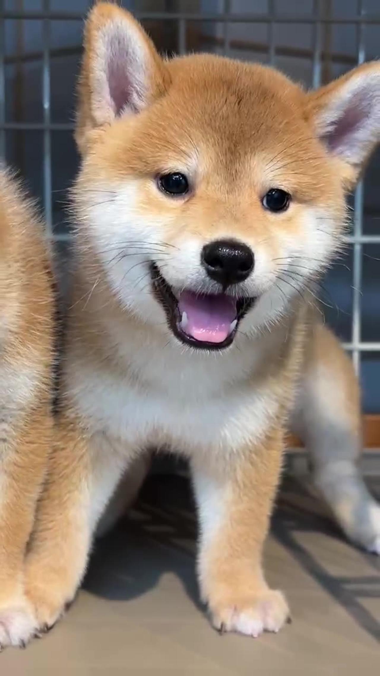Hey hey hey pretty young lady #Shiba Inu baby #豆Chai #Shiba Inu Douchi