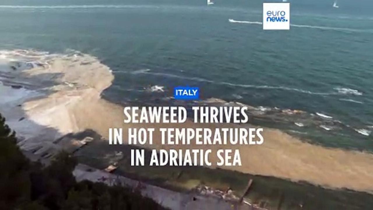 More algae on surface Adriatic Sea as result of rising temperatures