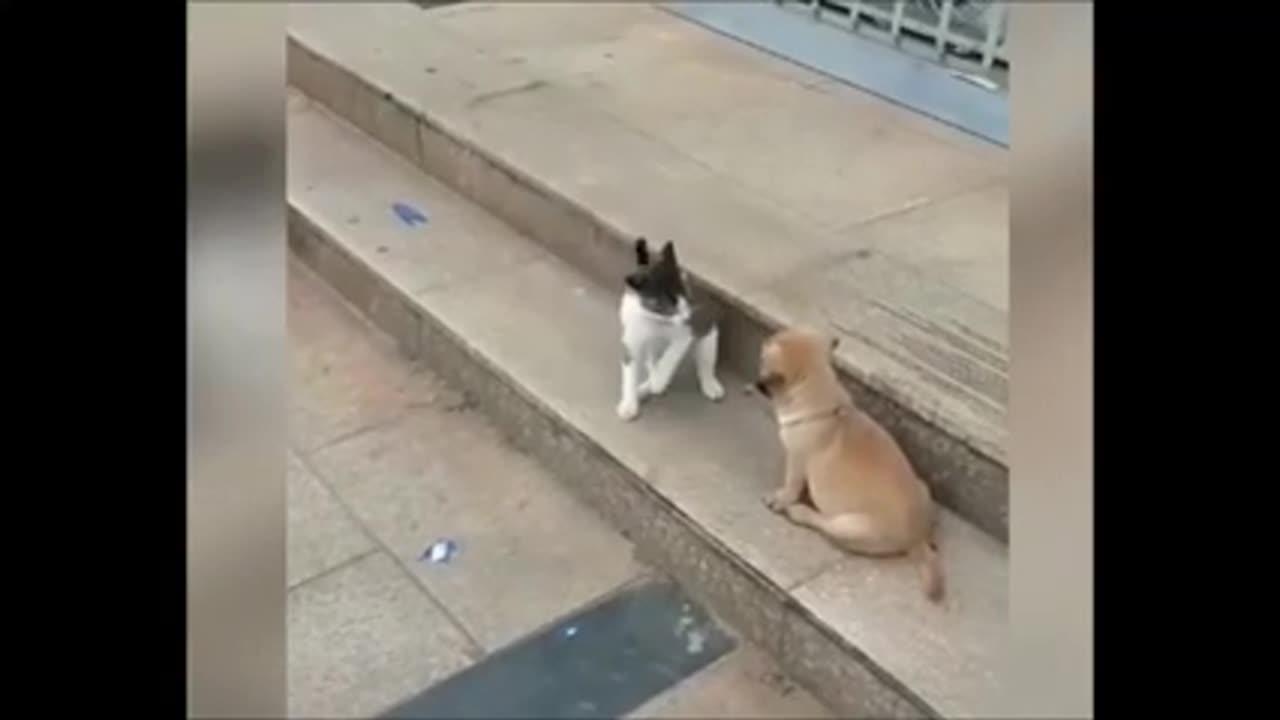 Funny animal video