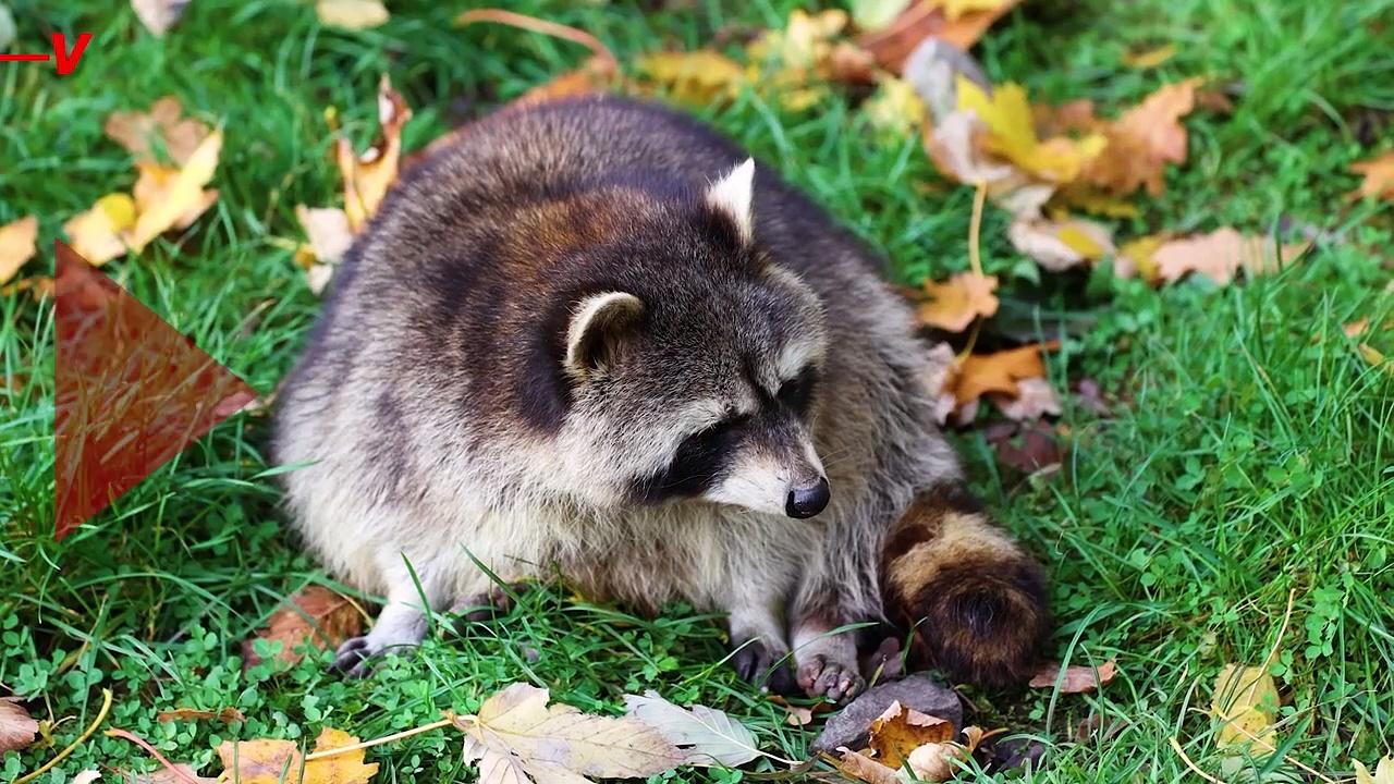 The Animals in Your Backyard May Have COVID