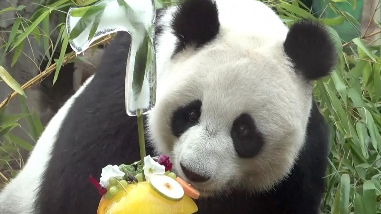 Panda Ding Ding Celebrates 7th Birthday at Moscow Zoo