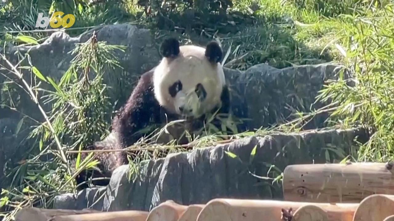 The First Giant Pandas To Enter The U.S. In 21 Years Find A Home At San Diego Zoo