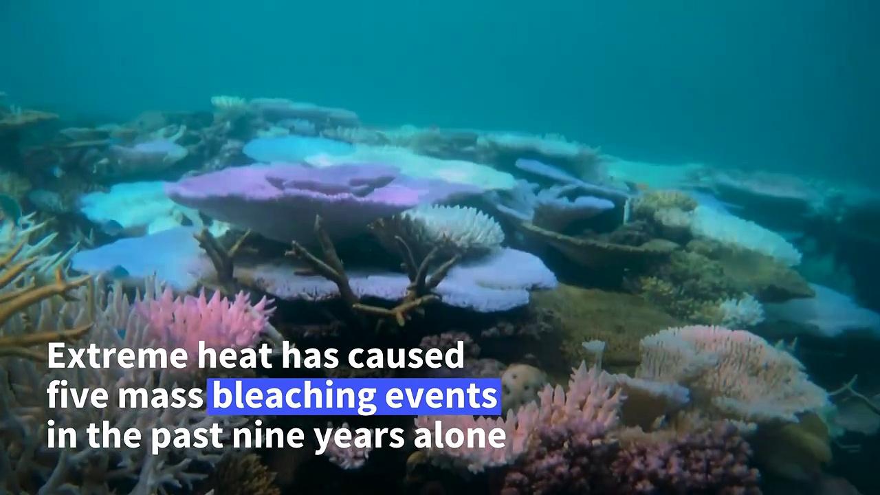 Great Barrier Reef ocean temperatures hit 400-year record: study