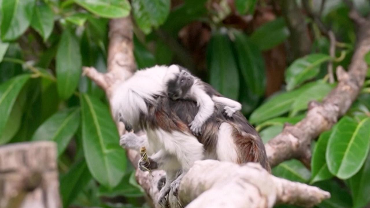 Twin Critically-Endangered Monkeys Born at Chester Zoo