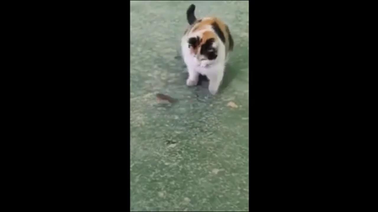 funny animal video2