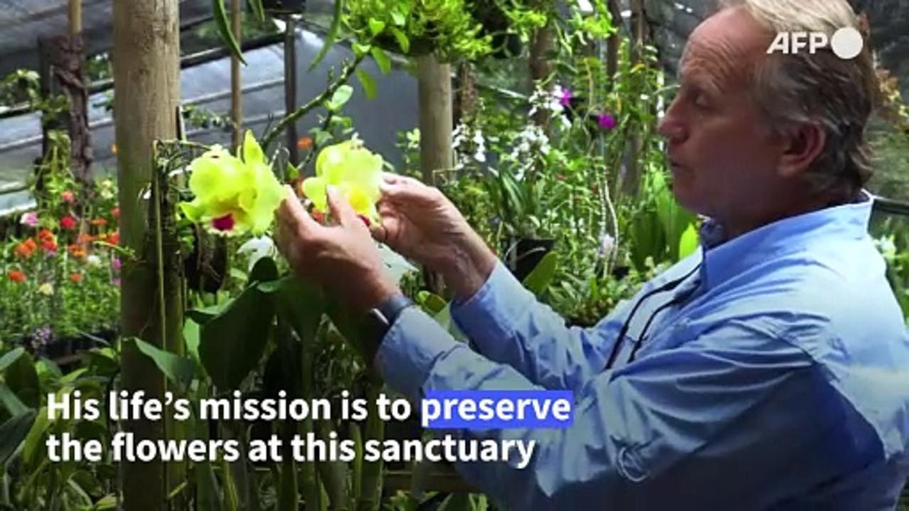 Colombia orchid sanctuary collects and clones endangered species