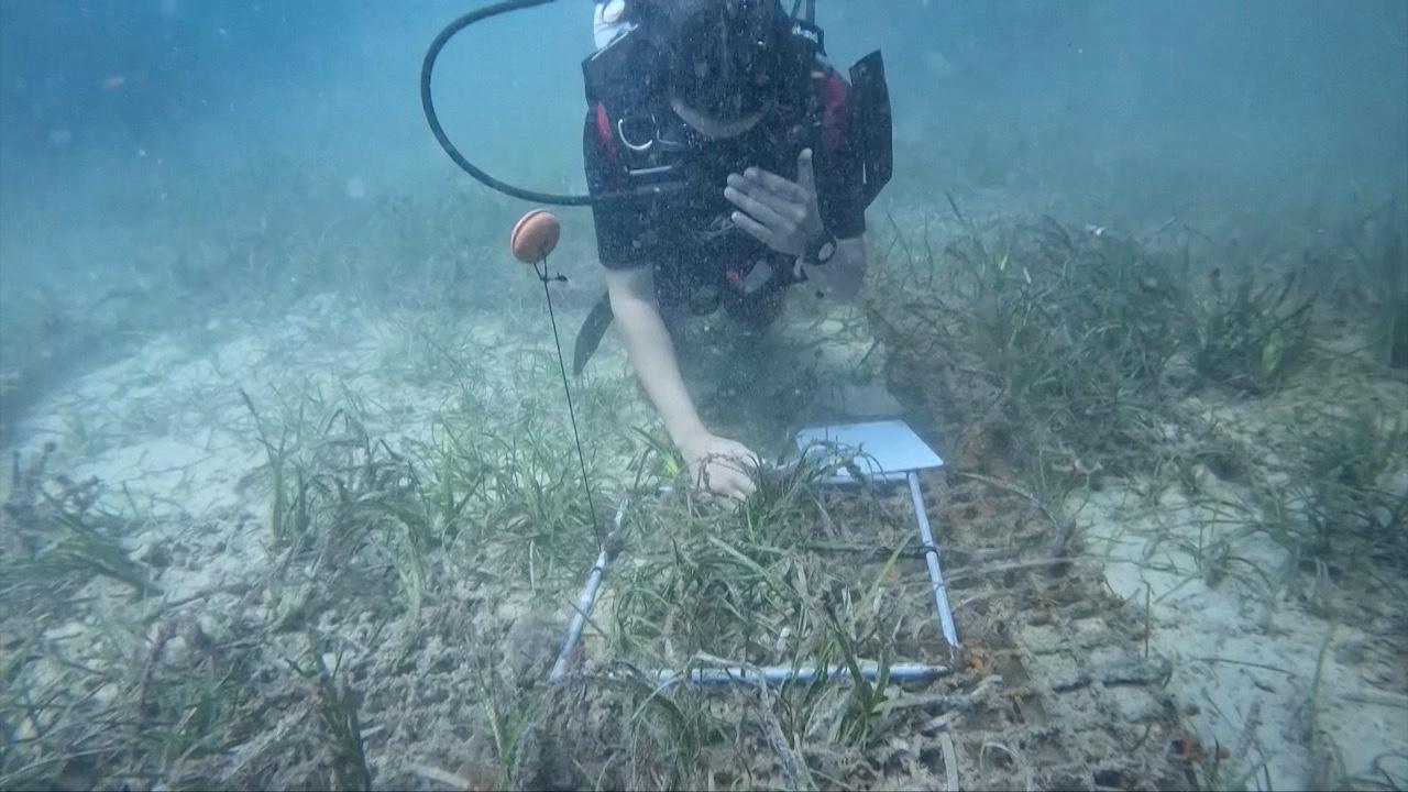 Race to Protect and Restore Essential ‘Green Lung’ of the Mediterranean Underway