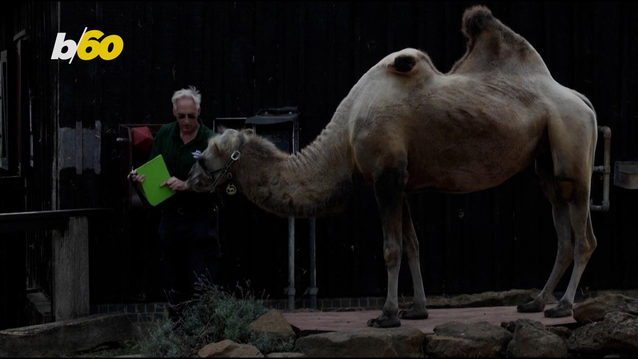 Watch London Zoo Weigh Its Animals