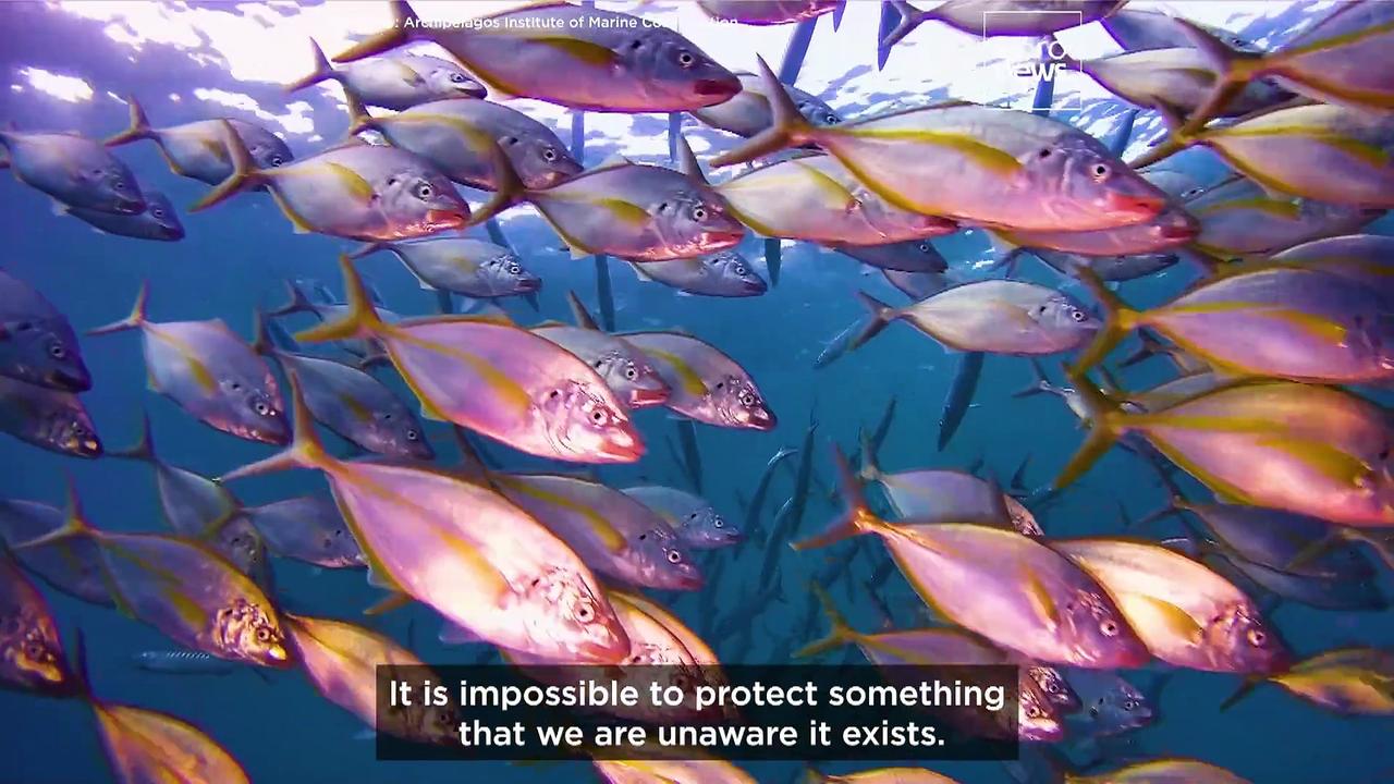 Watch: The team safeguarding endangered marine life in the Aegean Sea