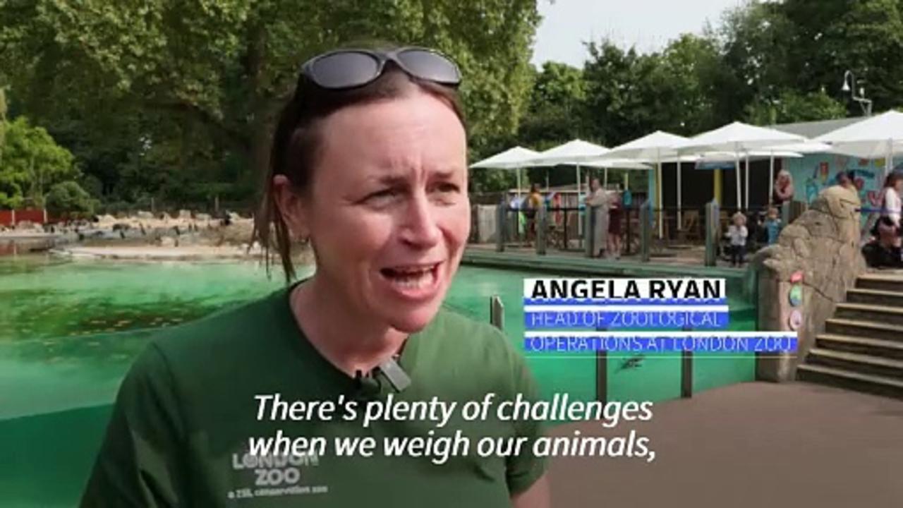 Penguins, lions and boars get on the scales for annual weigh-in at London Zoo