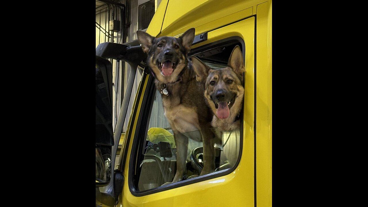 TruckerZeus 8//2024 Episode Duluth MN to Stanton TN #TruckerZeus #Trucking #Flatbed #GSD #Puppies #ASMR