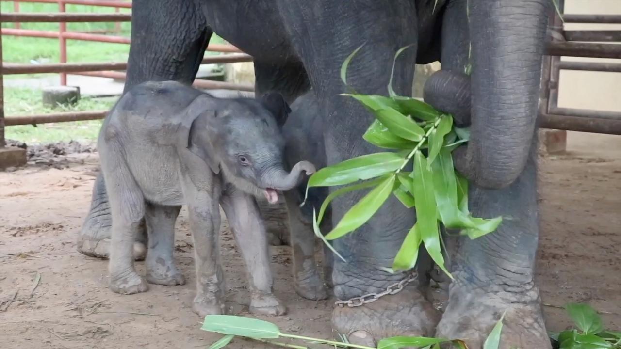 These Incredibly Rare Elephant Twins are also Incredibly Cute